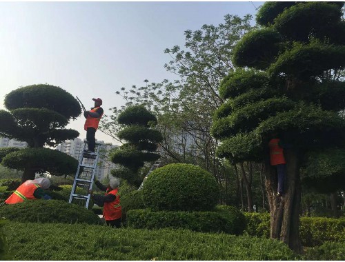 金年会金字招牌信誉至上：兴义城市绿化风景